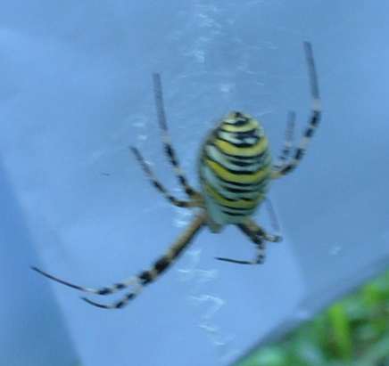 Argiope bruennichi